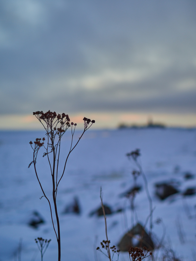 OM System 20mm f1.4_3w.jpg