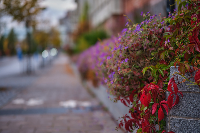 Fujfilm X-H2_17w.jpg