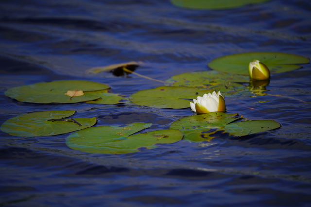 sony_fe_200 600mm_36w.jpg