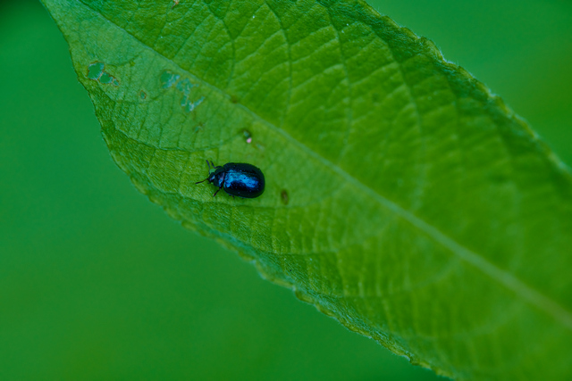 Nikon Z 105 f2.8_16w.jpg