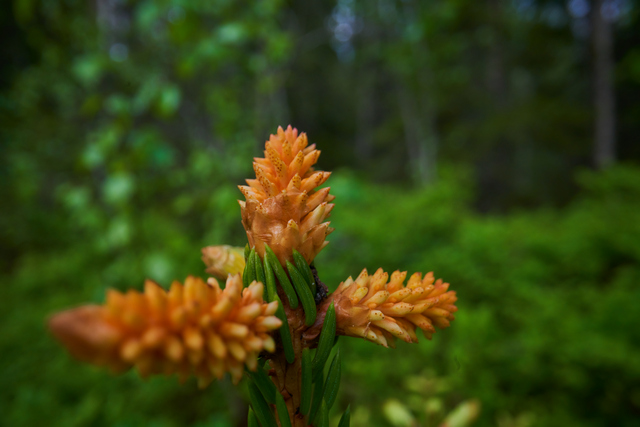 Laowa 24mm f14 probe_18w.jpg