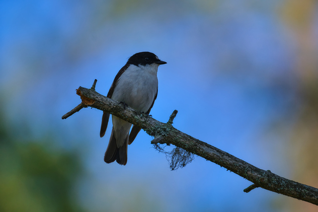 Fujifilm XF 150-600_11w.jpg