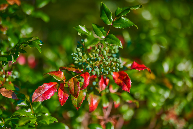 Sony 50mm f1.2_4w.jpg