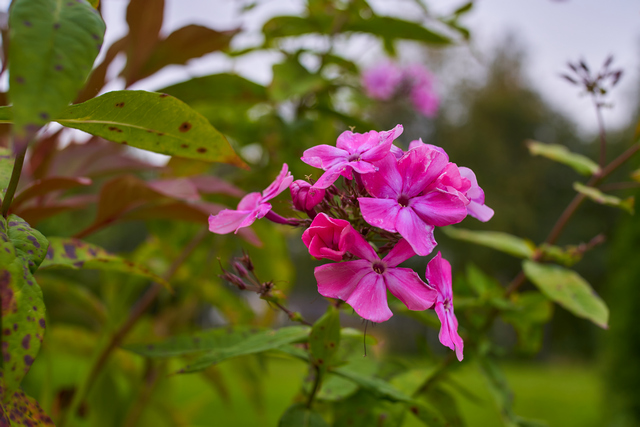 Laowa 33mm Argus_16w.jpg