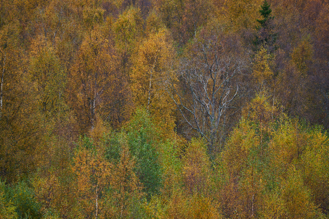 Tamron 50-400mm_10w.jpg