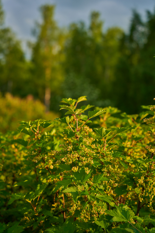 Tamron 28-200 sony_6w.jpg