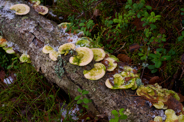 Samyang 50mm f1.4 II_12w.jpg