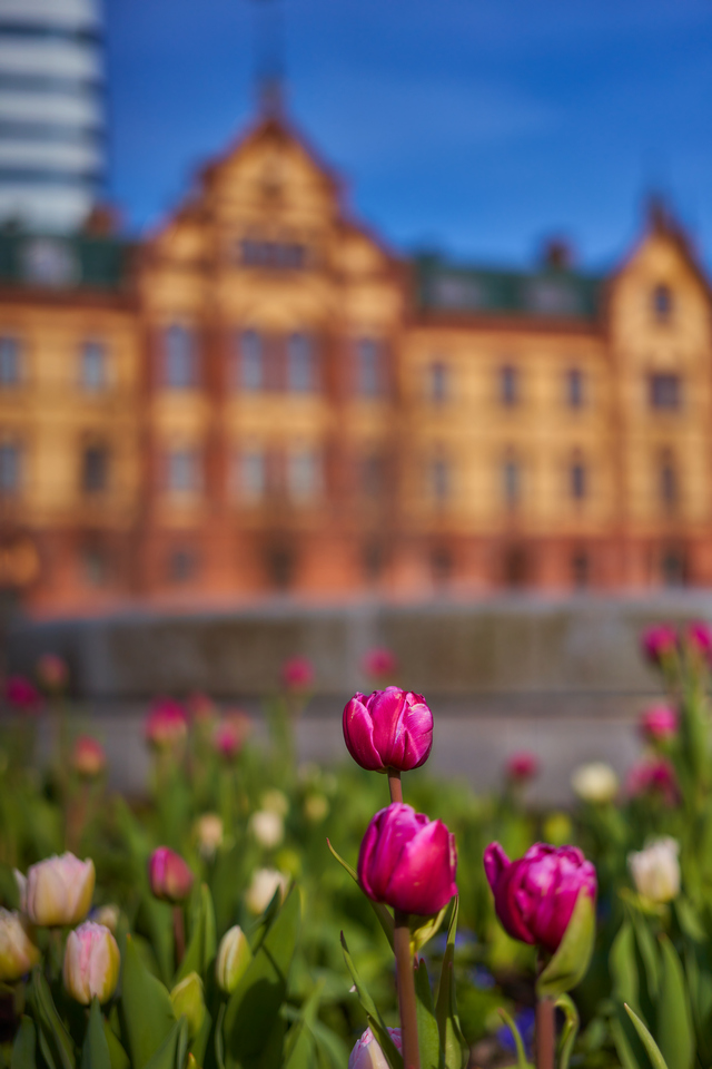 Sony 50mm f2.5_14w.jpg