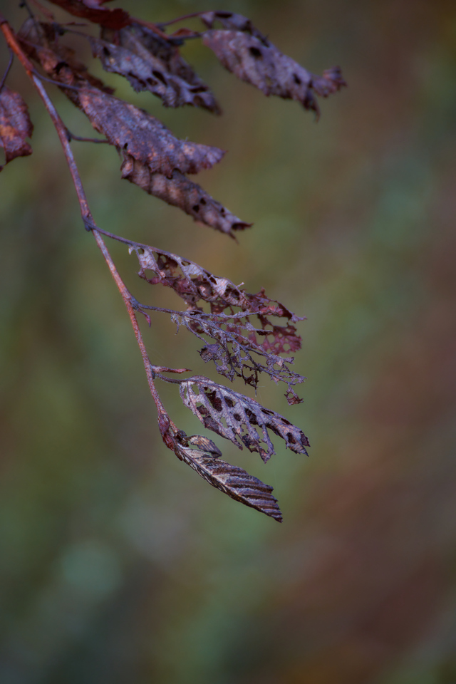 Tamron 70-300 Nikon Z_17w.jpg