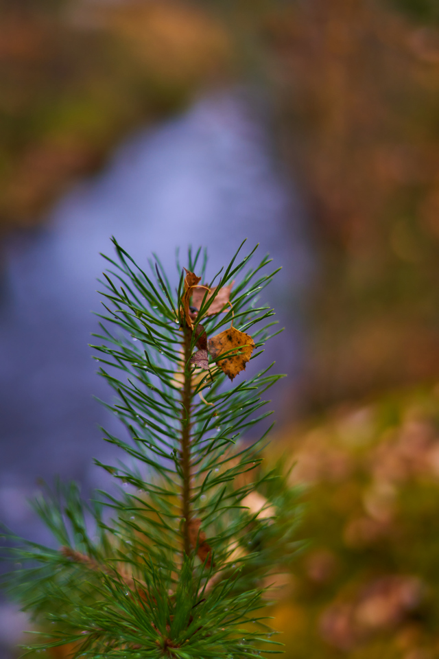 Laowa 35mm f0.95_21w.jpg