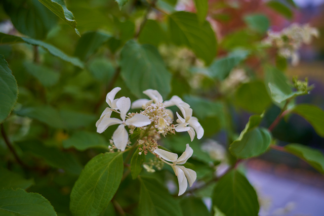 Laowa 35mm f0.95_4w.jpg