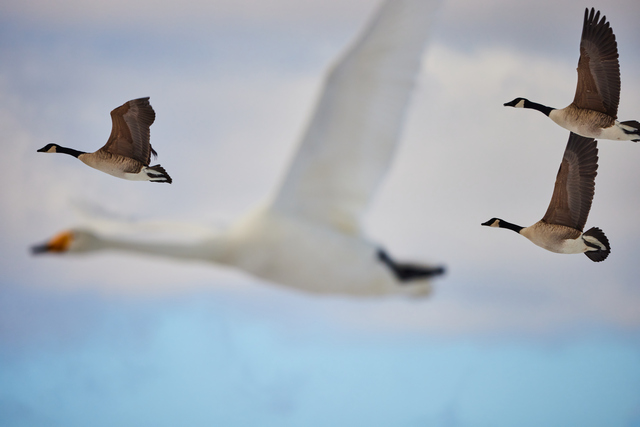 Canon RF 800 f11_18w.jpg