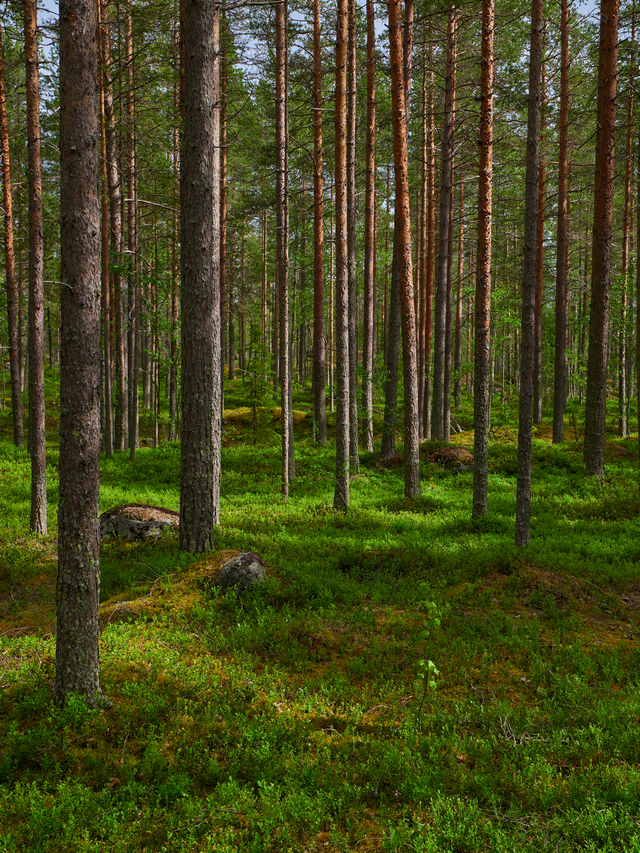 Olympus 8-25mm f4_7w.jpg