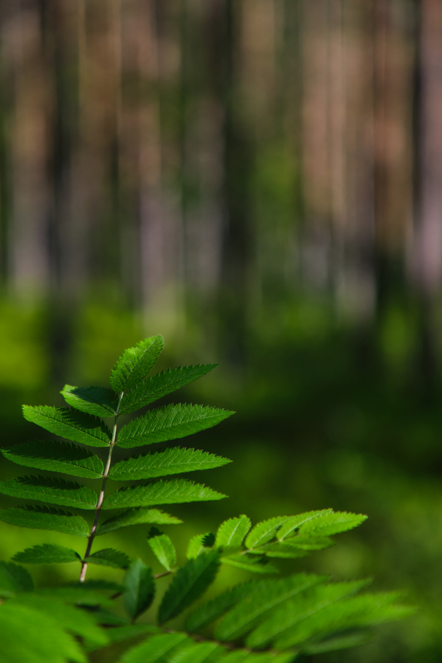 Tamron 17-70 f2.8 XF_21w.jpg