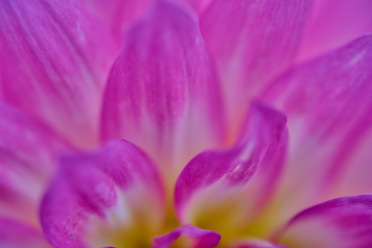 Nikon Z 50mm macro_blogg.jpg