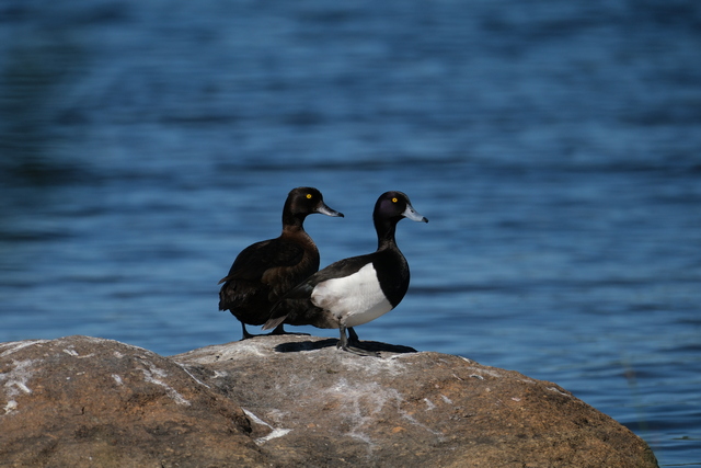 Fujifilm XF 150-600_8w.jpg