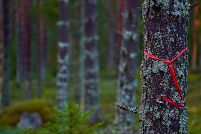 Tamron 70 300 Sony_15w.jpg