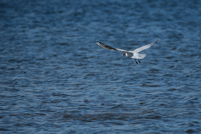 Fujifilm XF 150-600_2w.jpg