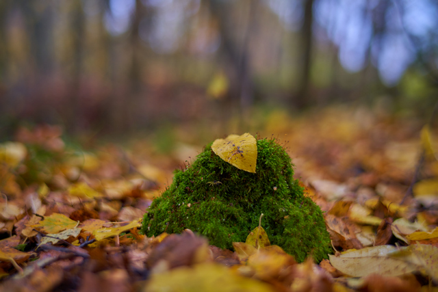 Laowa 35mm f0.95_20w.jpg