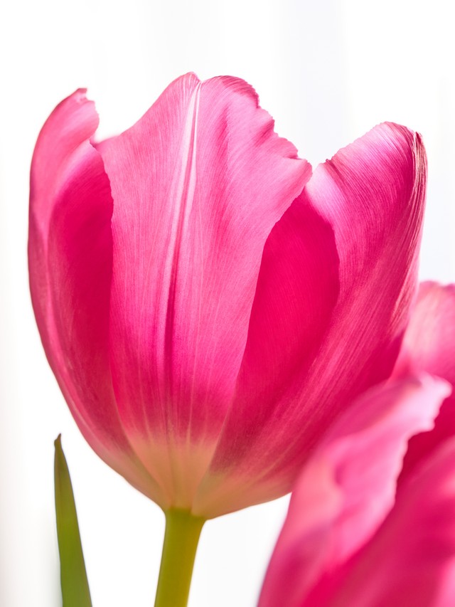 OM System 90mm macro_2w.jpg