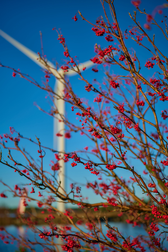 Panasonic S 50mm f1.4_27w.jpg