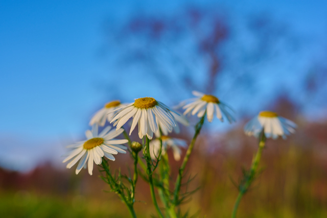 Nikon Z 40mm f2_13w.jpg