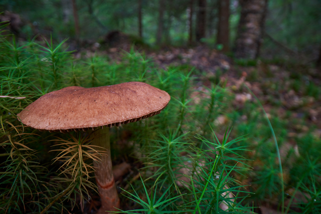 Laowa 24mm PeriProbe_8w.jpg