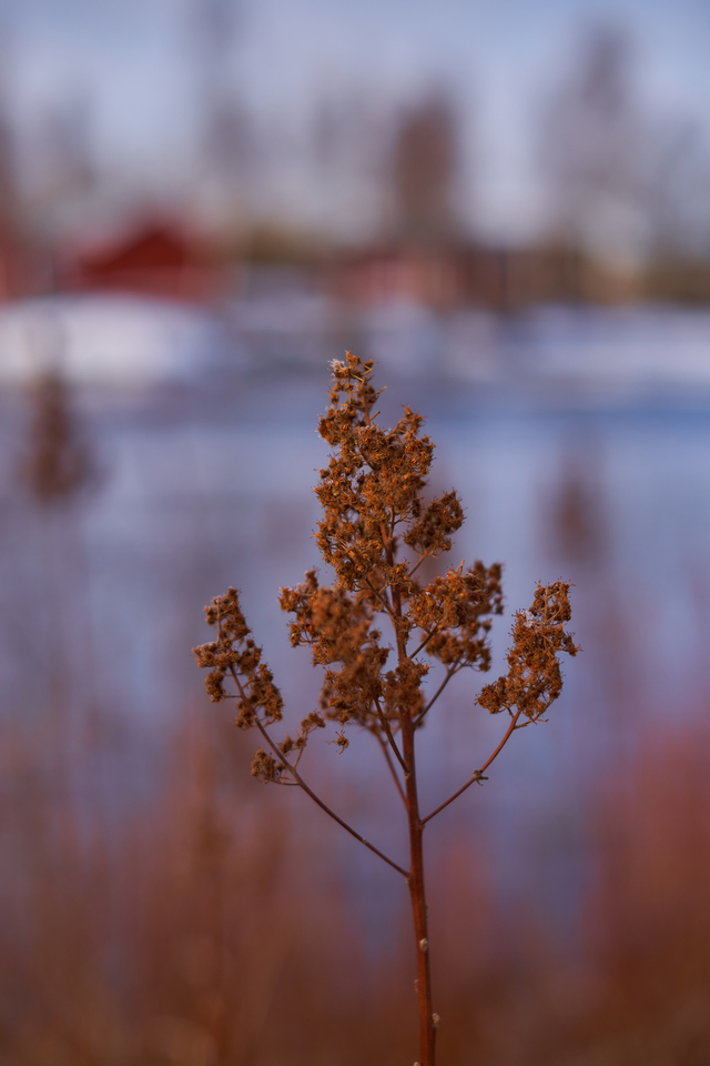 TTartisan 35mm f1.4_15w.jpg