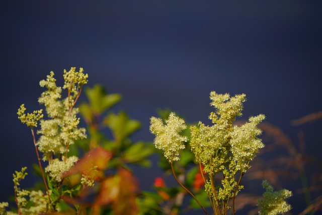 sony_fe_200 600mm_11w.jpg