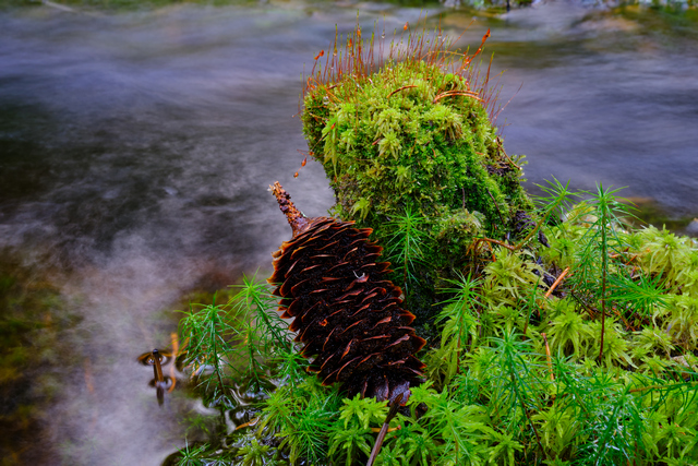 Fujifilm XF 33mm f1.4_9w.jpg