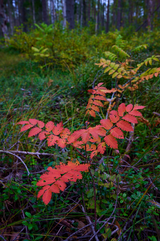 Canon RF 14-35 f4_5w.jpg