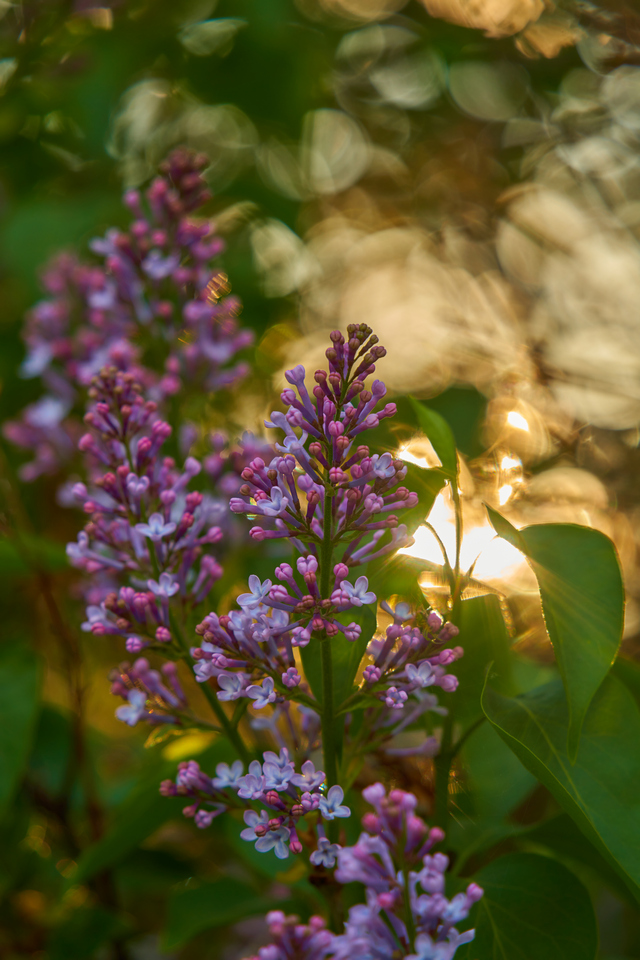 Tamron 28-200 sony_4w.jpg