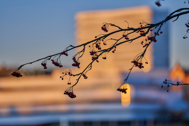 Sony FE 70-200 f2,8 II_21w.jpg