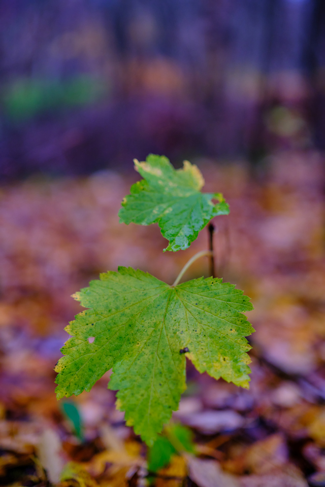 Fujifilm XF 33mm f1.4_1w.jpg