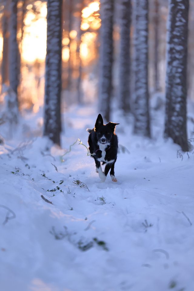 Canon EOS R3_34w.jpg