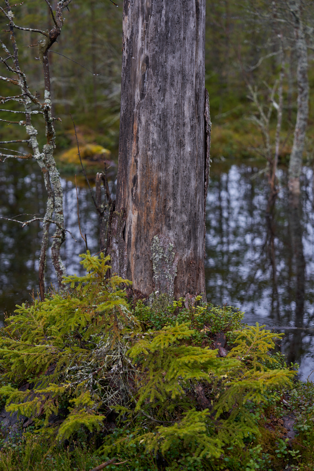 Sony FE 24-70 f2.8 GM II_10w.jpg