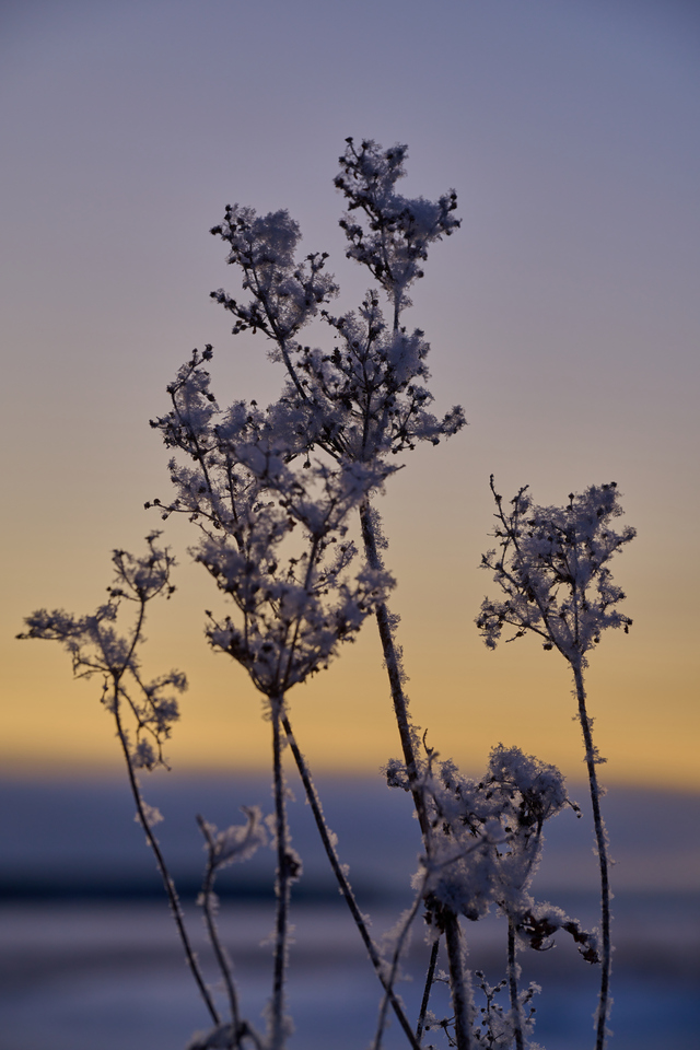 Nikon Z 24-120mm_33w.jpg