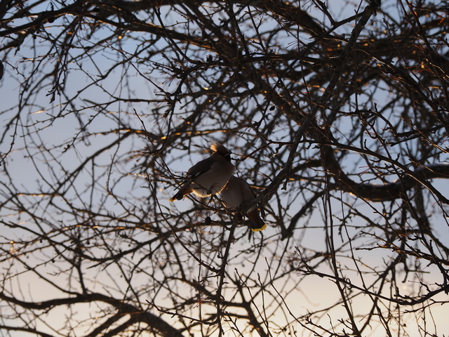 Olympus OM-1_13w.jpg