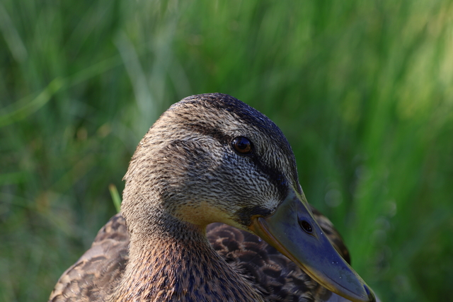 Canon EOS R10_9w.jpg