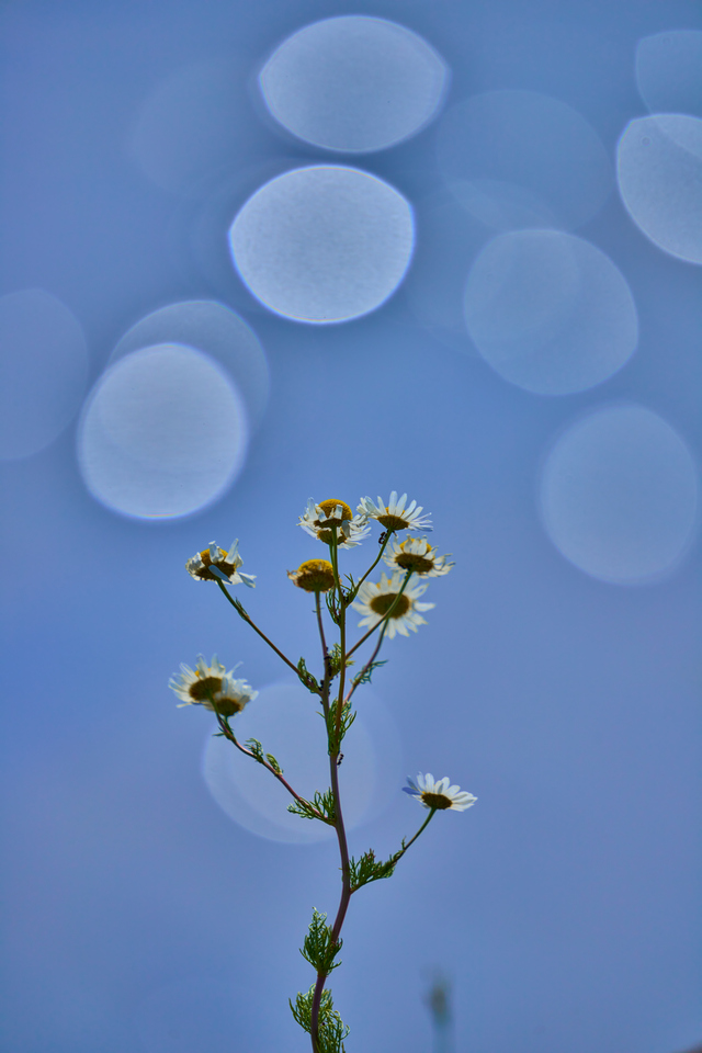 Sigma 150-600 DN_1w.jpg