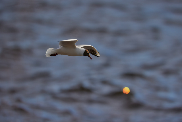 Canon RF 800mm f5.6_19w.jpg