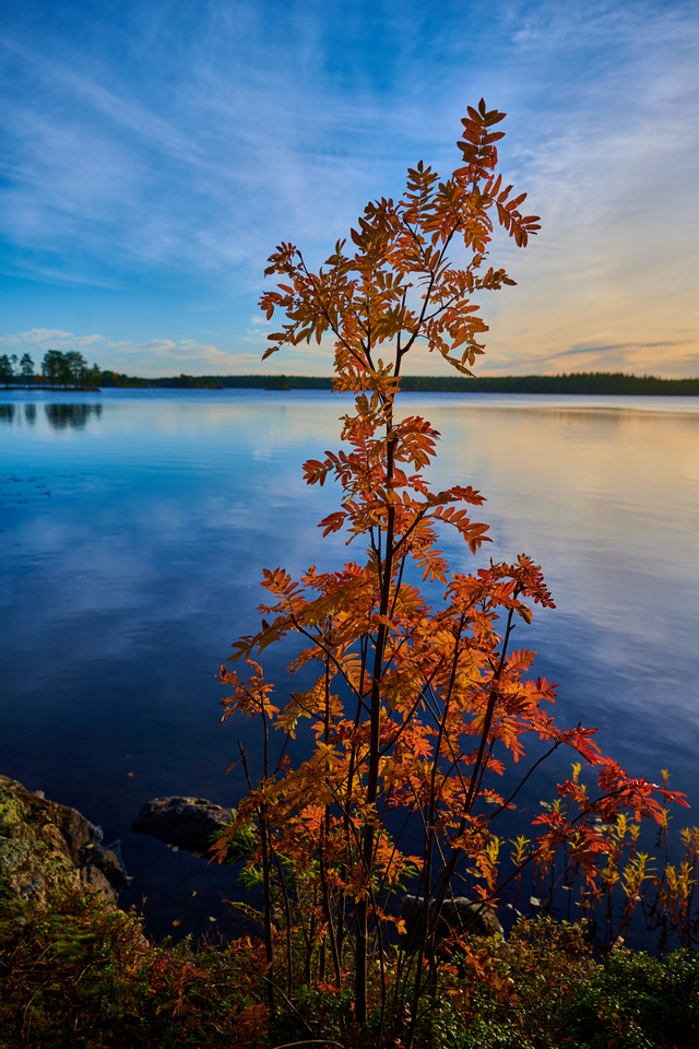 Nikon Z 24-200_15w.jpg