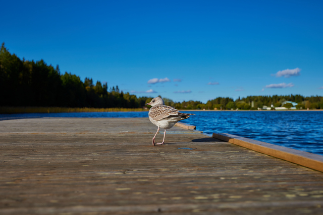 Canon RF 14-35 f4_22w.jpg