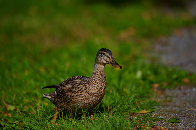 Nikon Z 400mm f4.5_5w.jpg