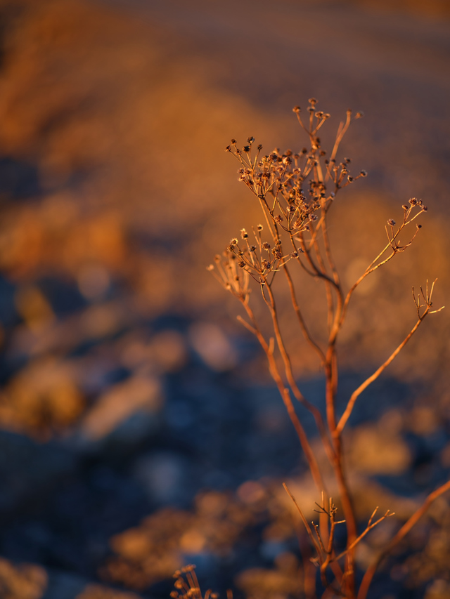 Fujifilm GF 80 f1,7_6w.jpg