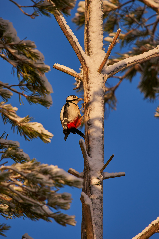 Sigma 60-600mm DN_24w.jpg