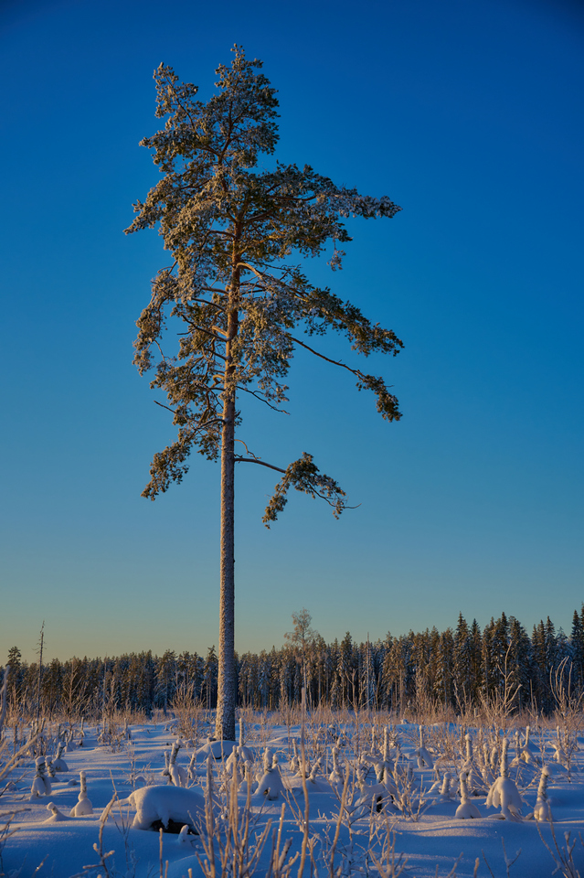 Nikon Z 18-140mm_31w.jpg