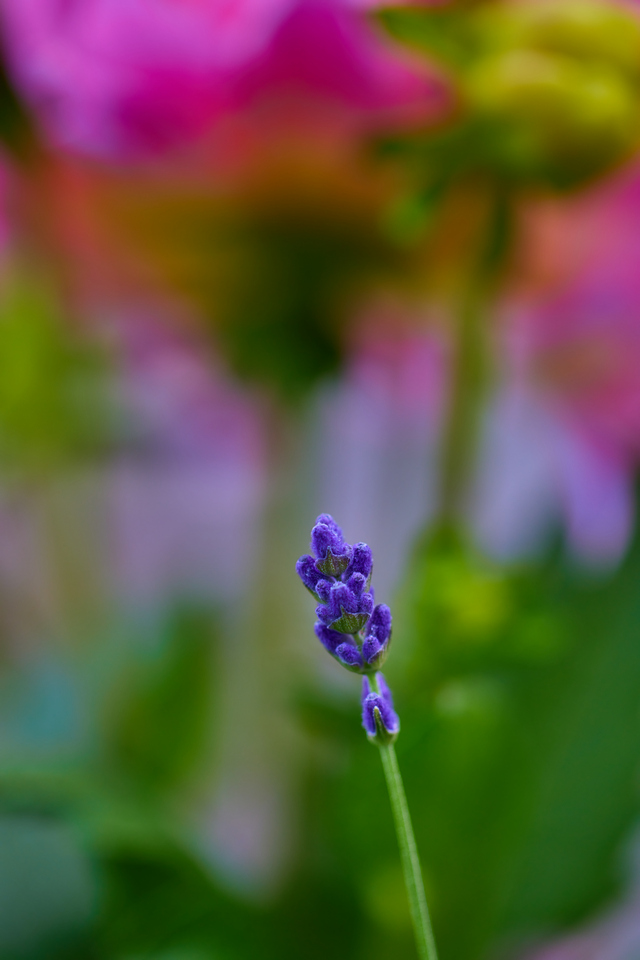 Canon RF 100 macro_15w.jpg