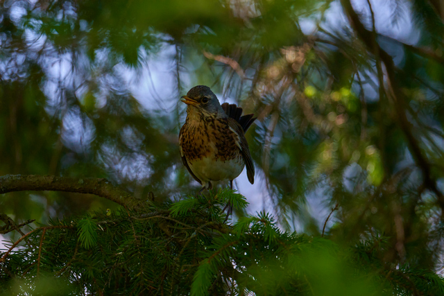 Tamron 150-300_16w.jpg