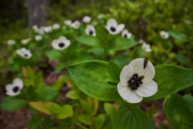 Laowa 24mm f14 probe_3w.jpg